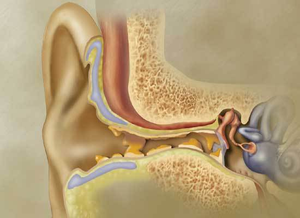 Illustration of inner ear anatomy for ENT problems